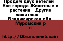 Продам двух нетелей - Все города Животные и растения » Другие животные   . Владимирская обл.,Муромский р-н